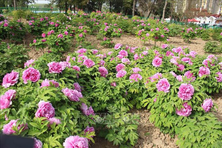 Hoa mẫu đơn trong lịch sử và văn hóa Trung Hoa